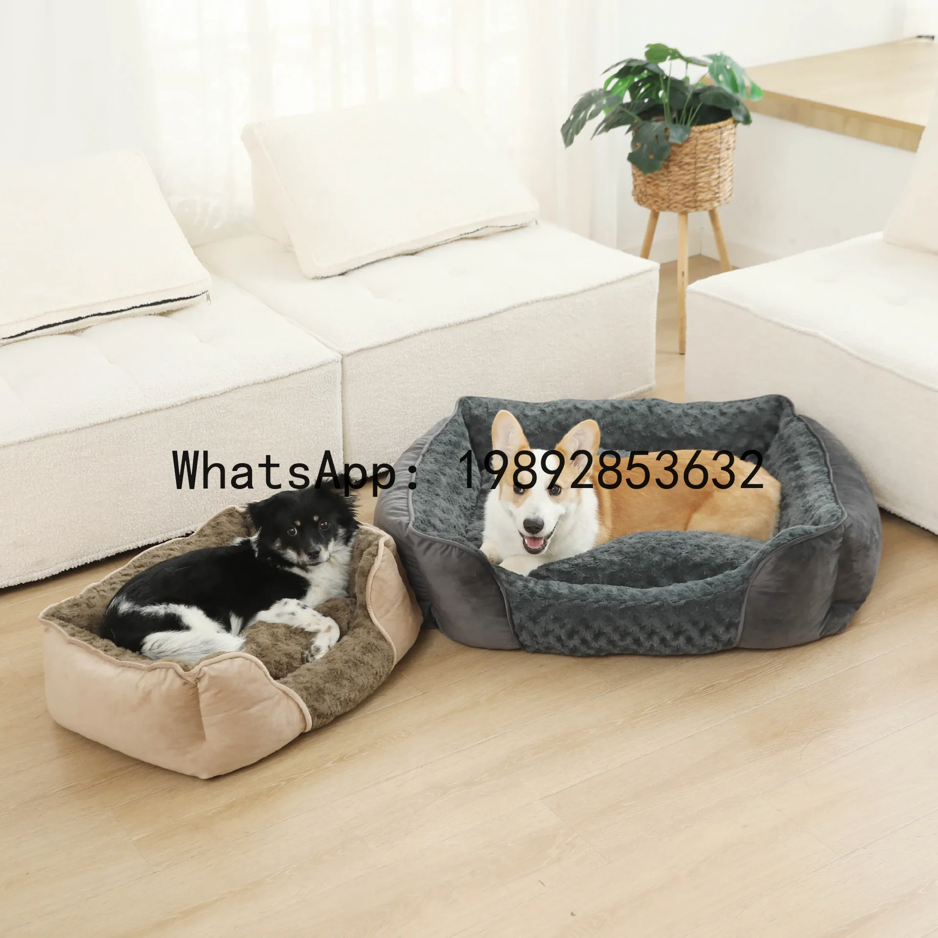 Casa para gatos X, caseta para - Pet X Supplies & Tack reseña y precio
